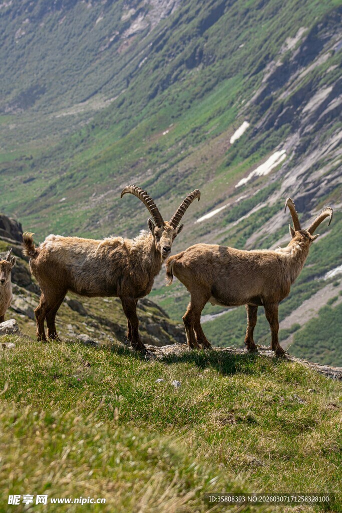 高山上的野生羚羊