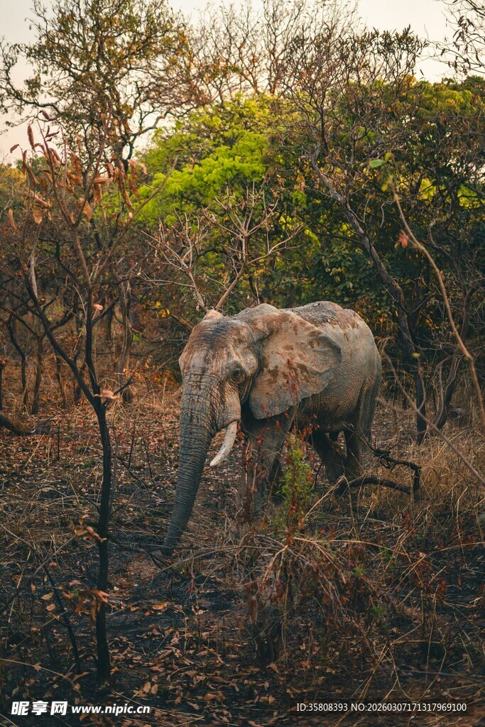 野外漫步的大象