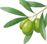 青橄榄枝叶特写