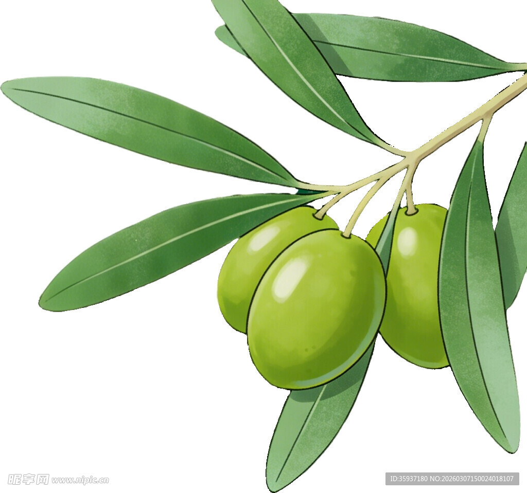 青橄榄枝叶特写