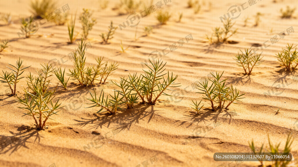 宁夏沙漠各种幼小的沙漠草