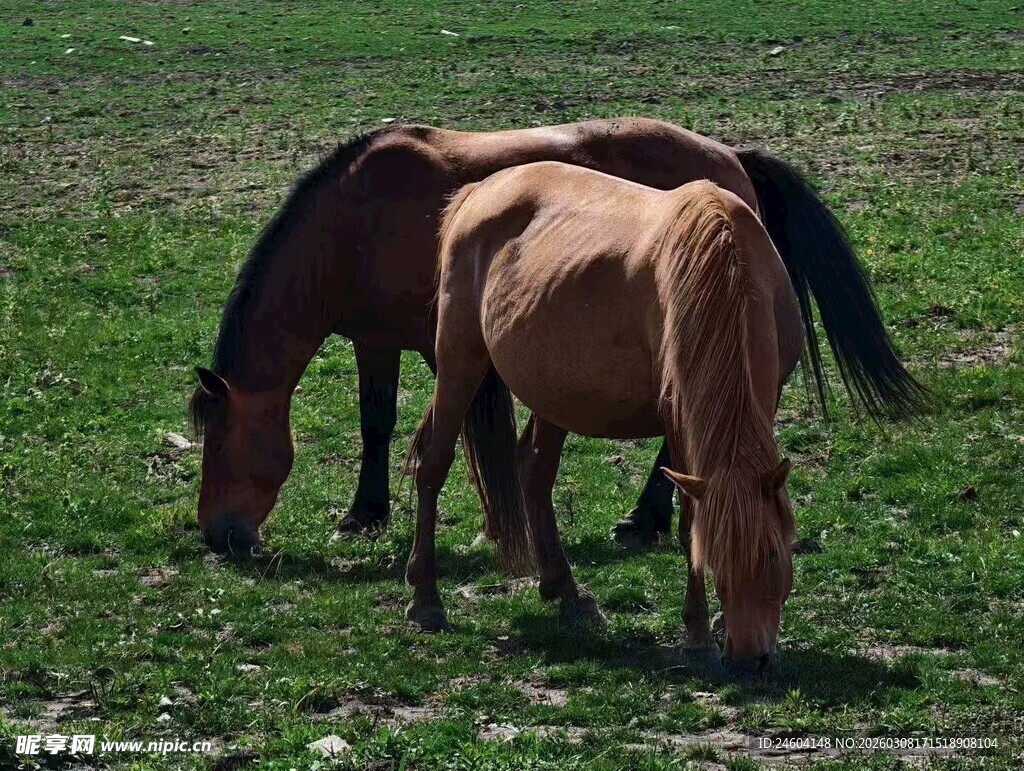 两匹马在草地悠闲吃草