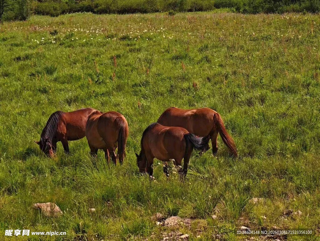 草原上的几匹骏马