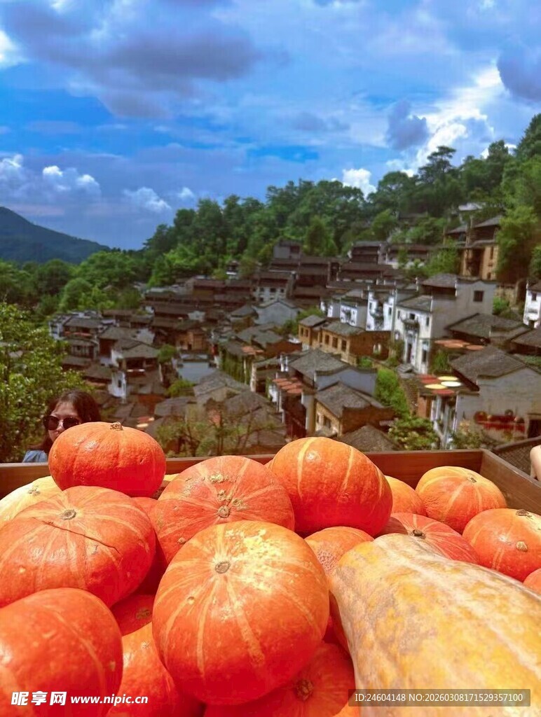 田园丰收景象中的饱满南瓜