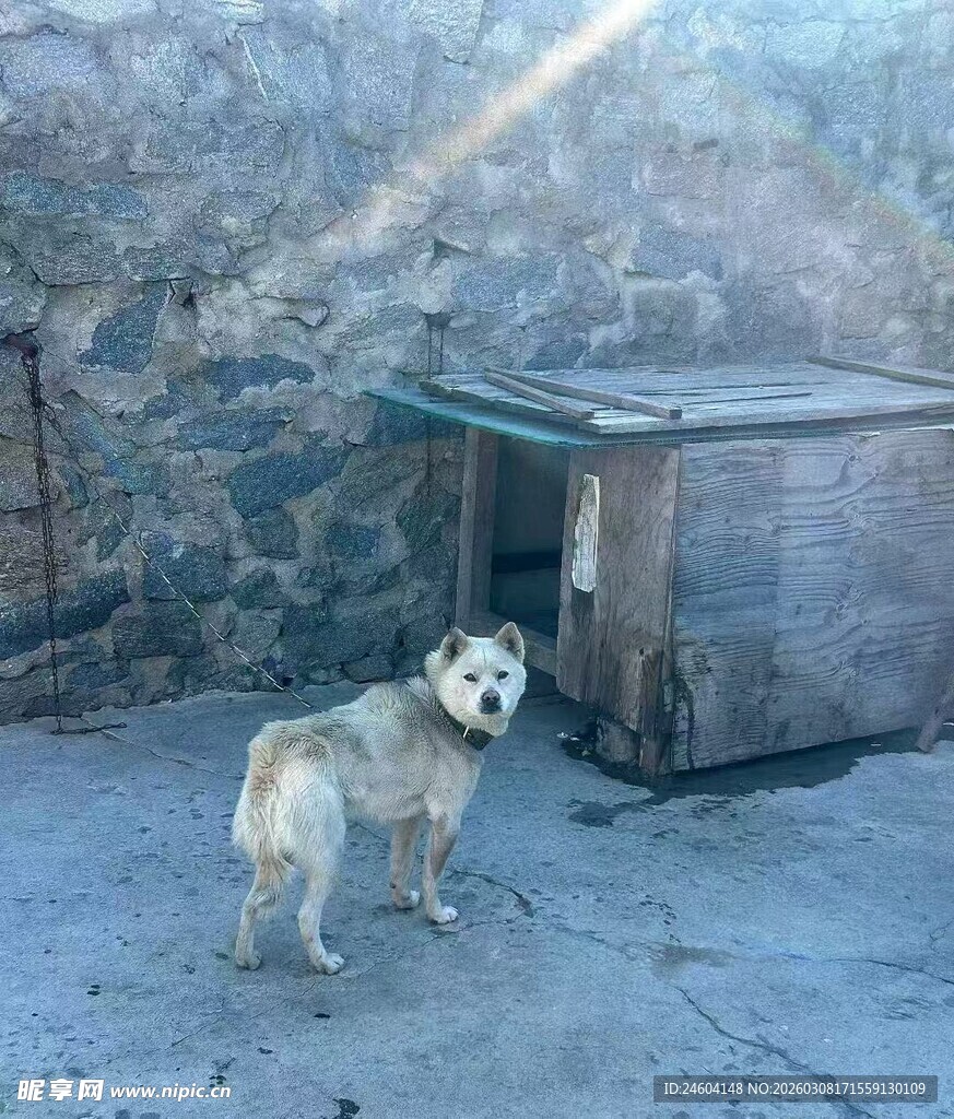 户外小屋旁的站立白狗