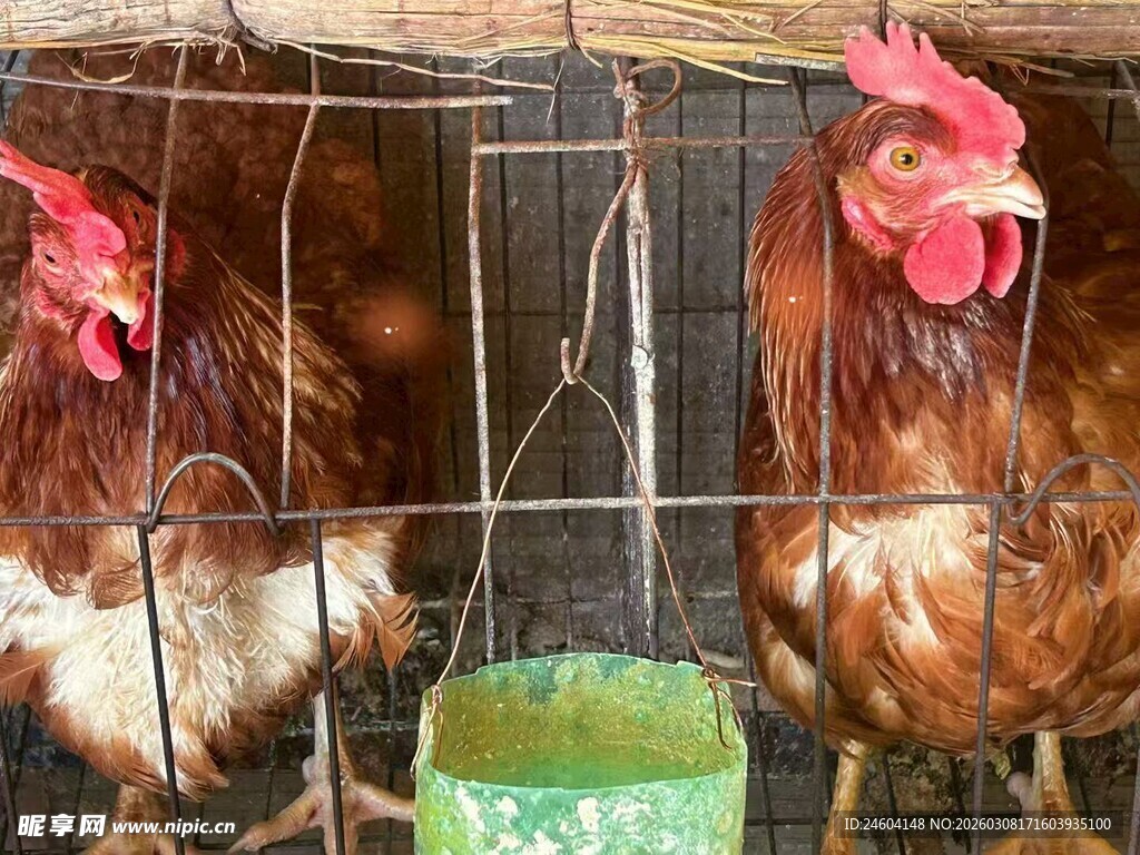 笼中双鸡