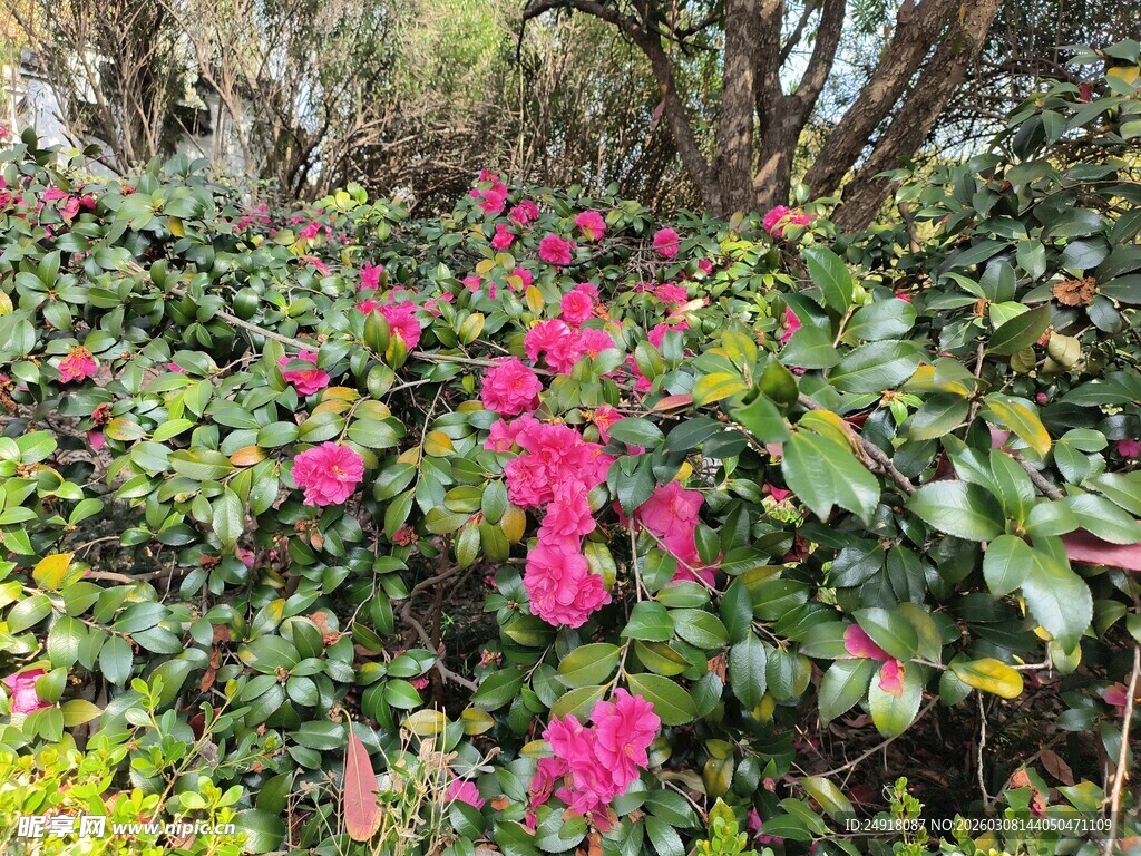 繁花似锦的绿植景观