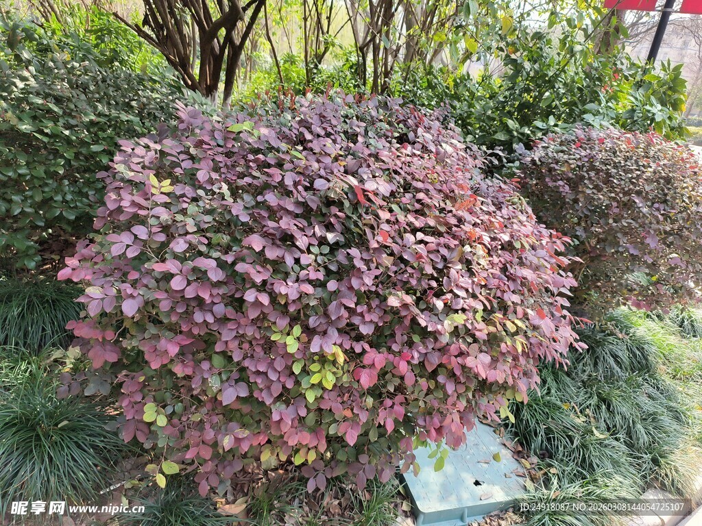 紫叶灌木景观