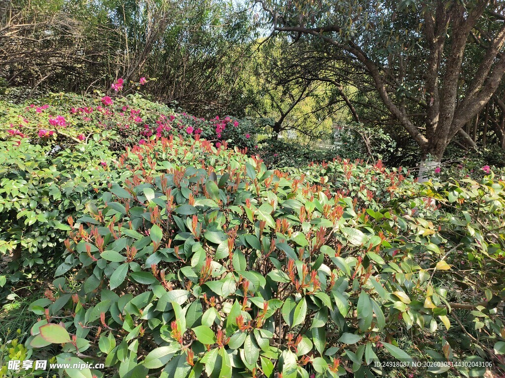 多彩斑斓的植物景观