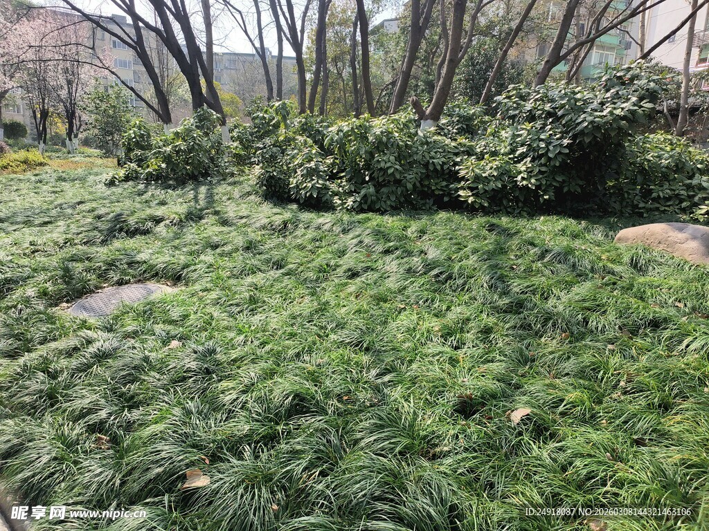 春日葱郁草地与繁茂植被
