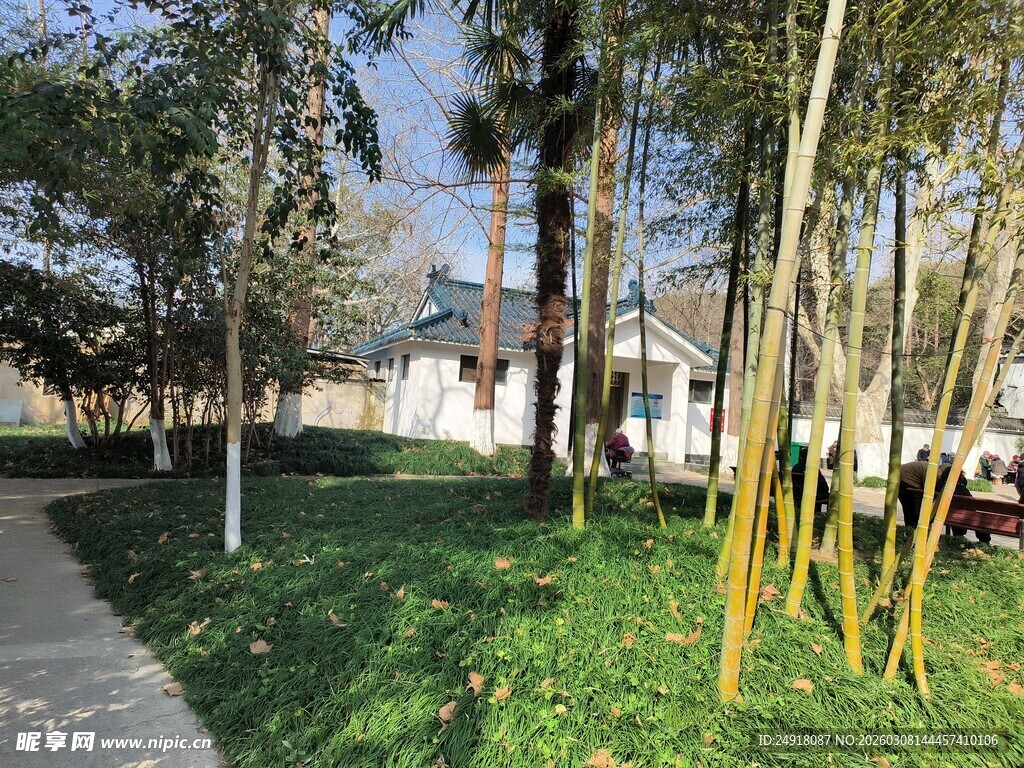 林间小径旁的清新户外景致