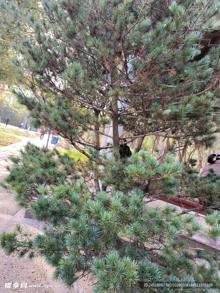 庭院中的翠绿松树