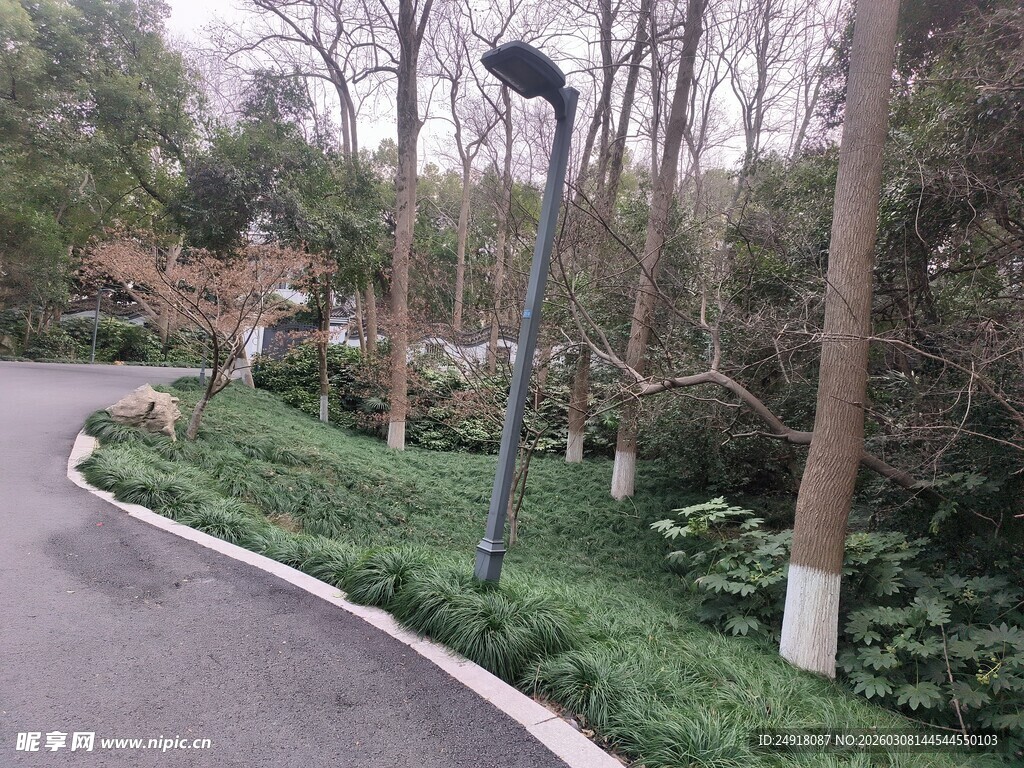 林间小道旁的绿化景观