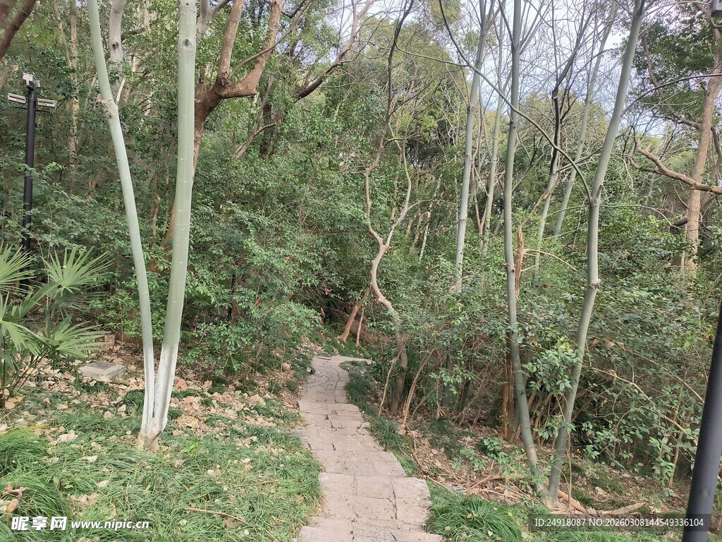 林间小径 漫步自然之境