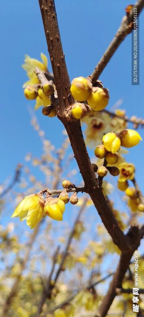 枝头绽放的黄色小花