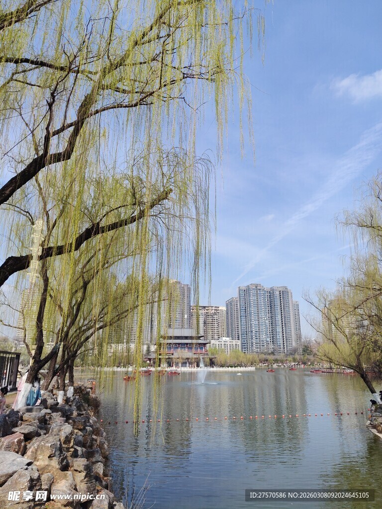湖畔垂柳映景
