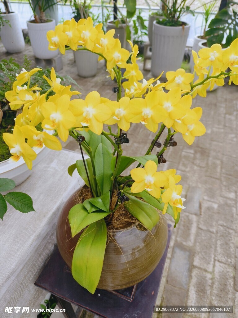 黄色蝴蝶兰盆栽