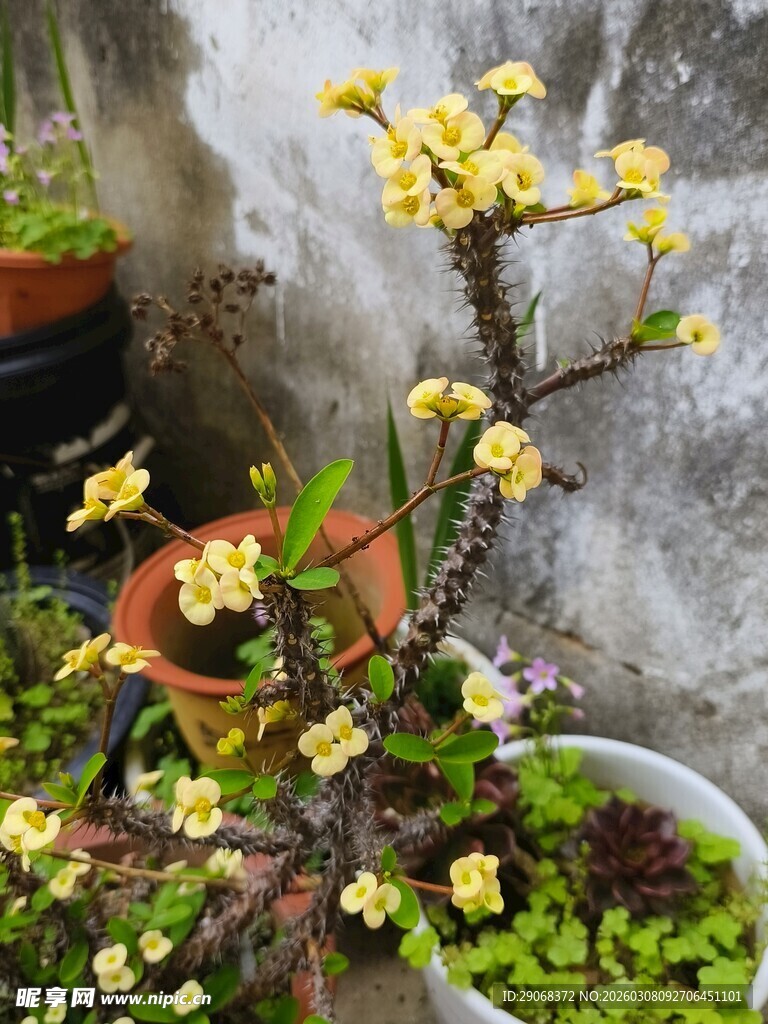 墙边绽放的黄色盆栽花卉