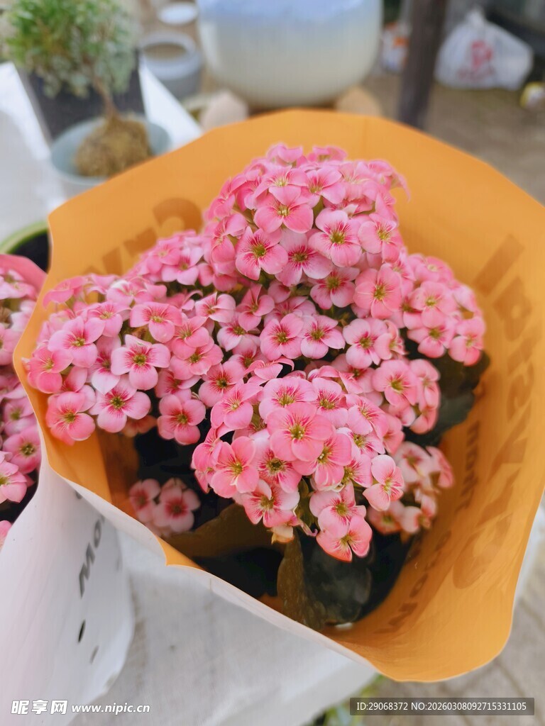 粉色小花束 清新又可爱