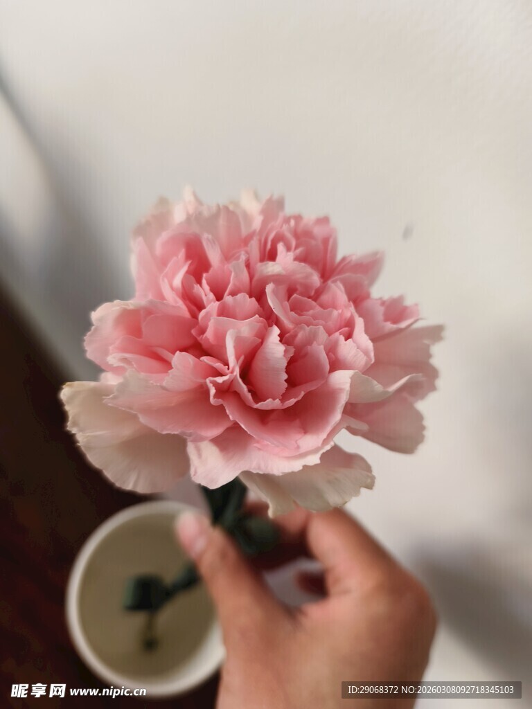 手持粉色康乃馨特写