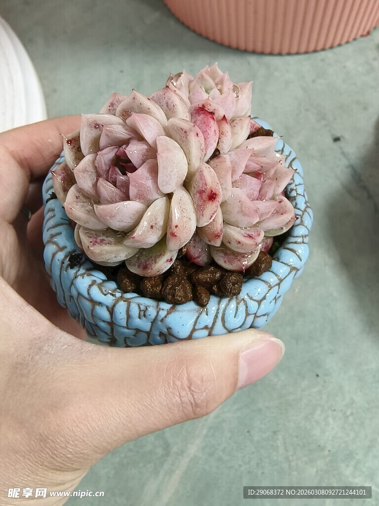 手捧精致多肉盆栽