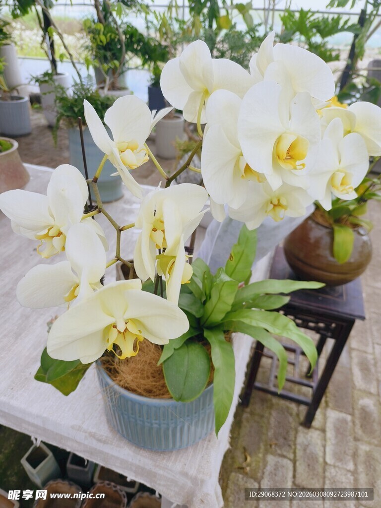 优雅白色蝴蝶兰盆栽展示
