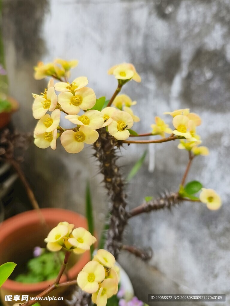 黄色花朵盆栽特写