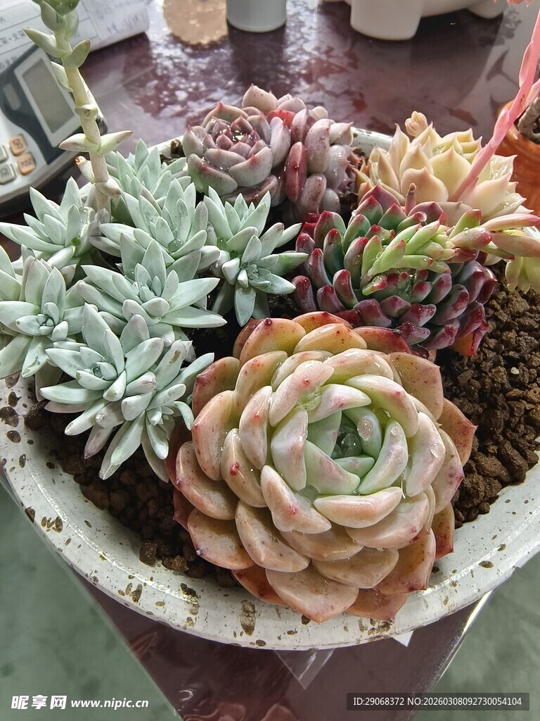 多彩多肉植物盆栽