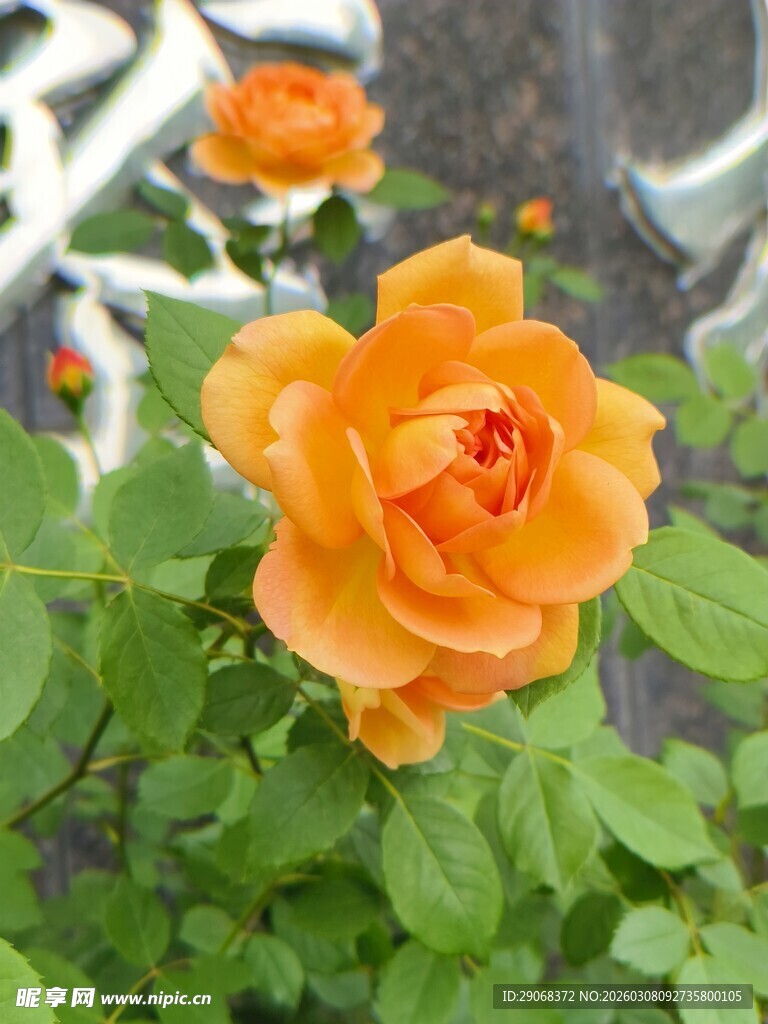 橙色月季花绽放