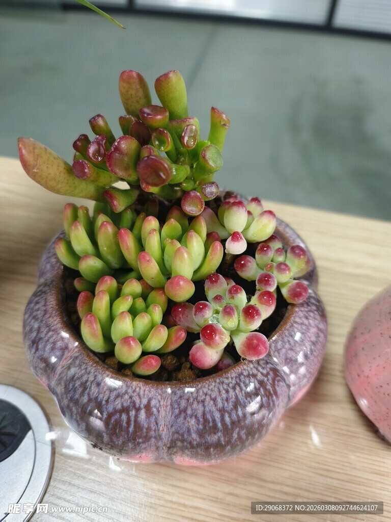 紫盆中多彩多肉植物