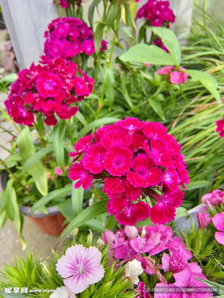 多彩石竹花绽放