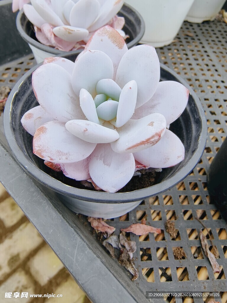 精致粉色花朵盆栽