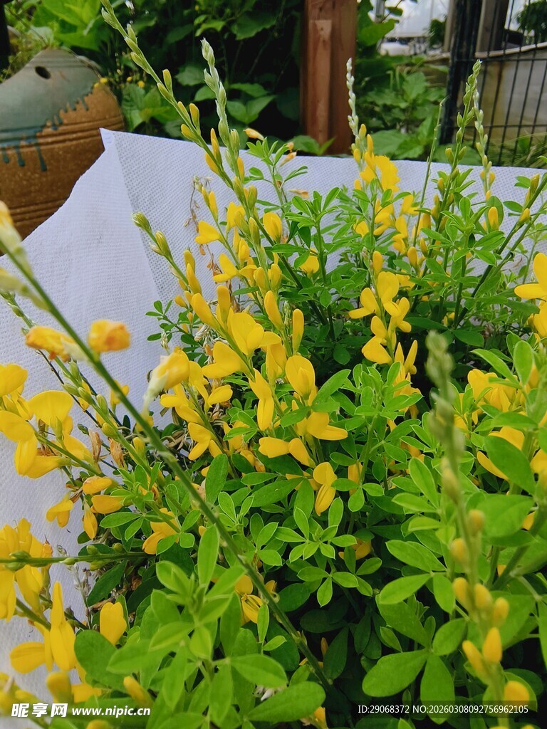 黄色小花绿植生机盎然