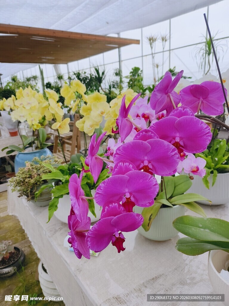 温室中的多彩蝴蝶兰
