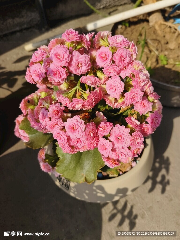 粉色长寿花盆栽