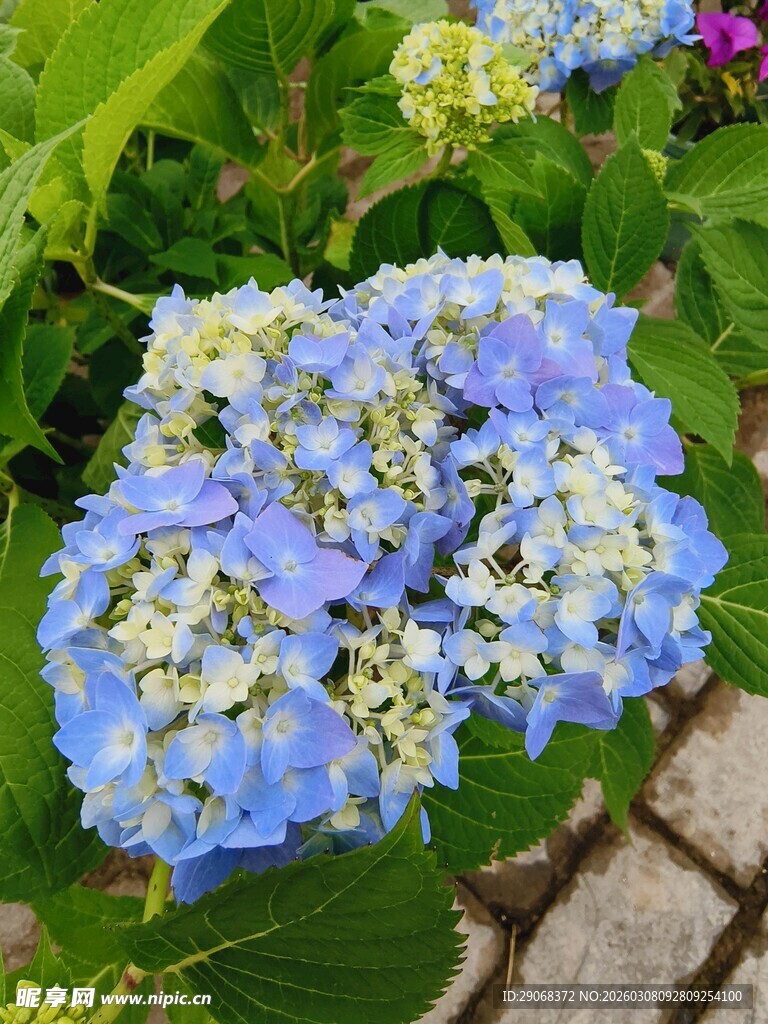 蓝色绣球花绽放