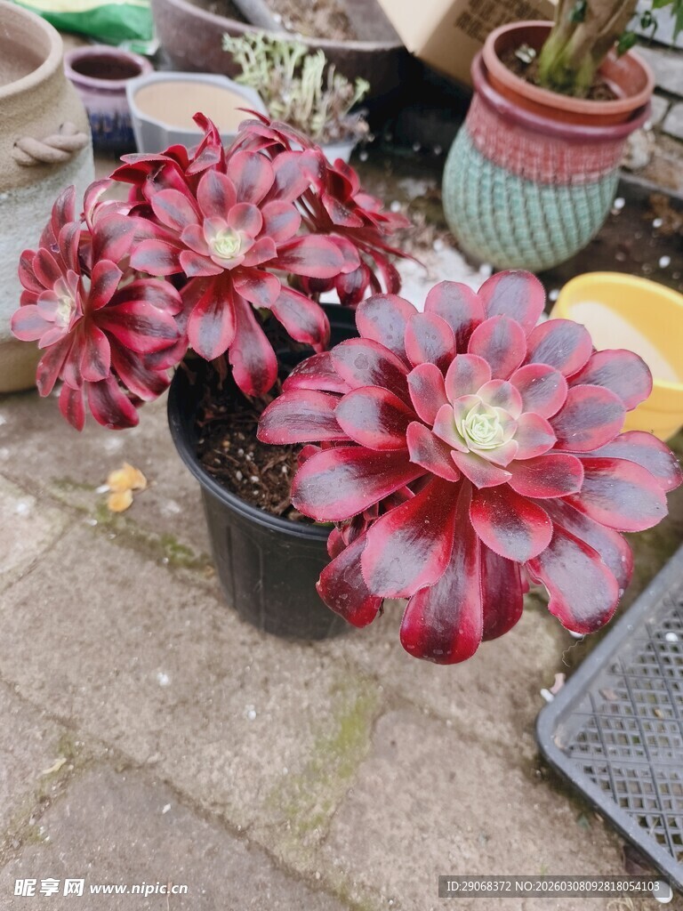 美杜莎法师多肉盆栽植物