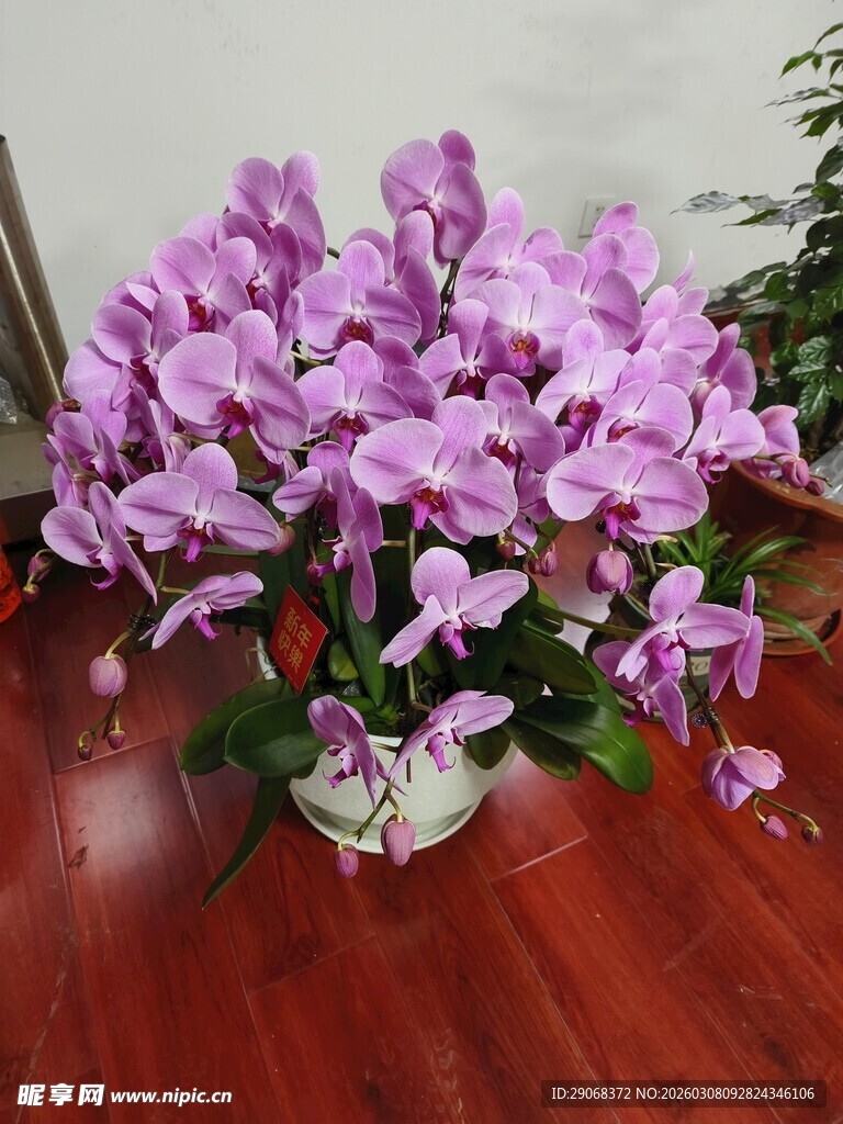 紫色蝴蝶兰盆栽