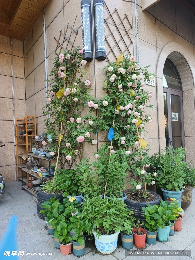 庭院墙边多彩盆栽景致