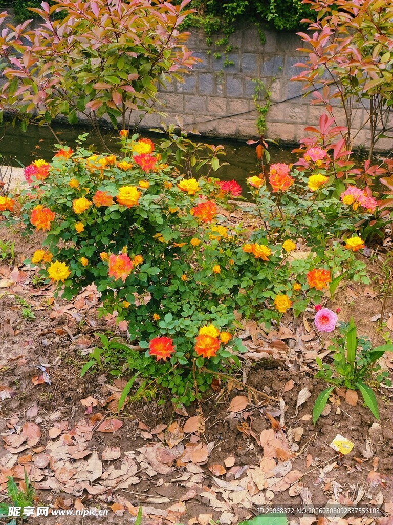 多彩花丛装点美丽景致