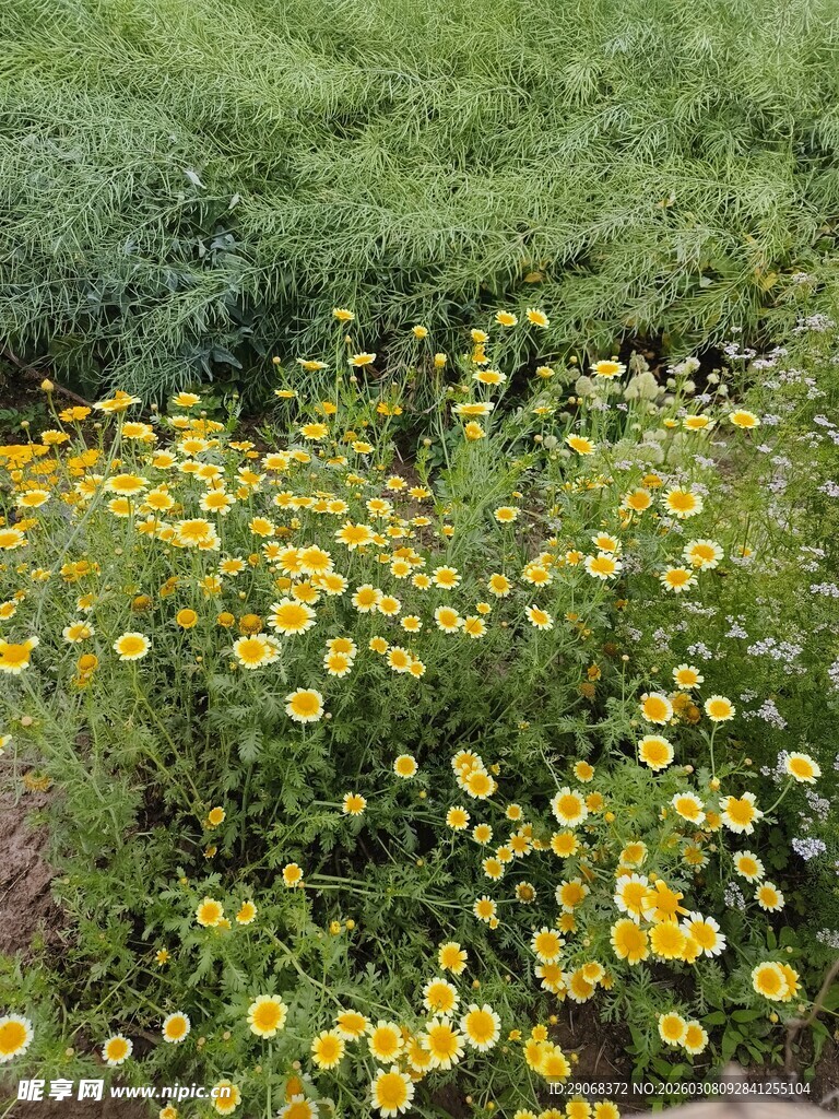 金黄野花绽放绿意间