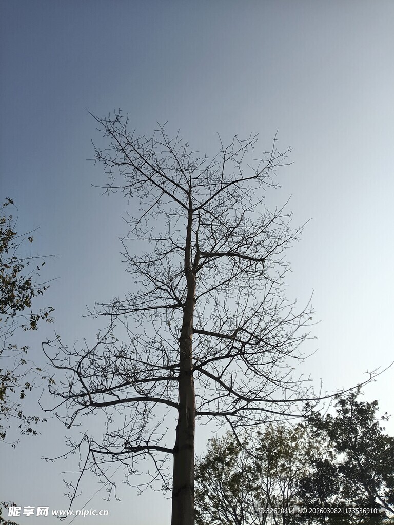 挺拔光秃树木映于蓝天