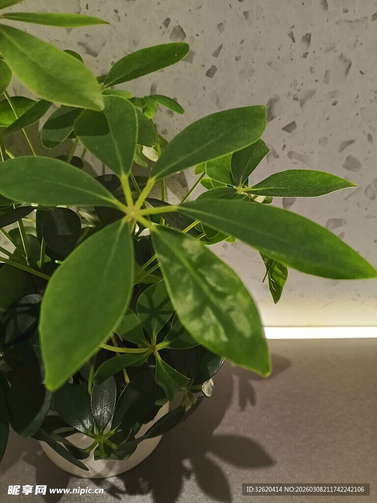 室内绿植盆栽特写