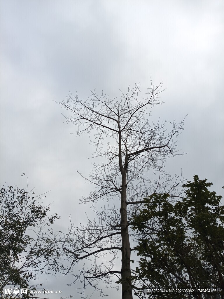 枯树挺立在多云天空下