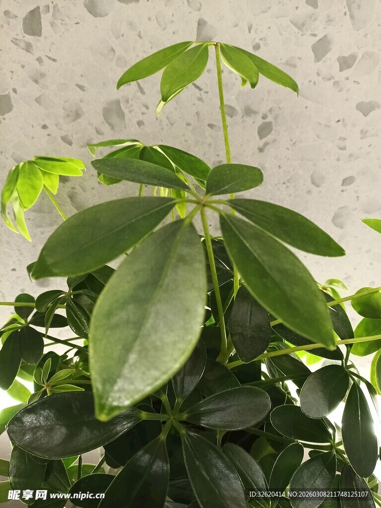 翠绿生机的盆栽植物