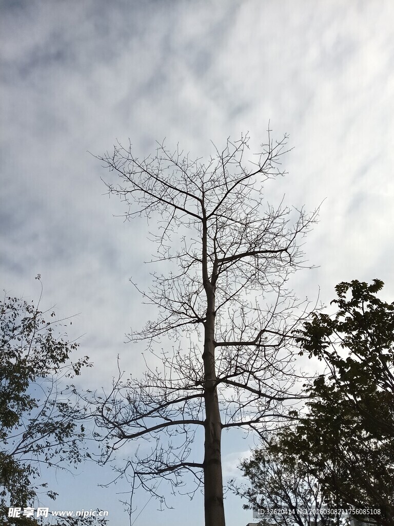 冬日枯树与朦胧天空