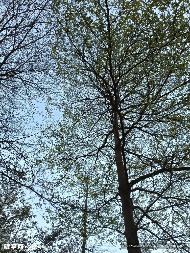 挺拔树木与蓝天相映