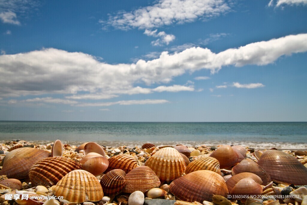 海滩上五彩斑斓的贝壳