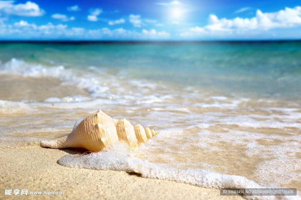沙滩上的贝壳与海浪美景