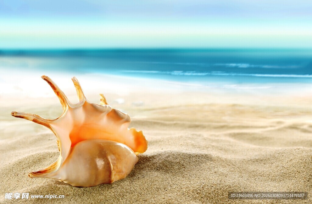 沙滩上的美丽海螺